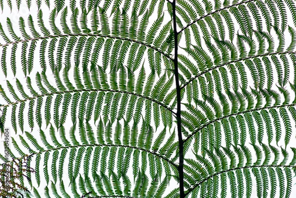 Obraz Image of a fern leaf on a white background