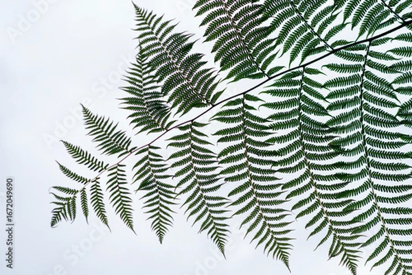 Obraz Image of a fern leaf on a white background