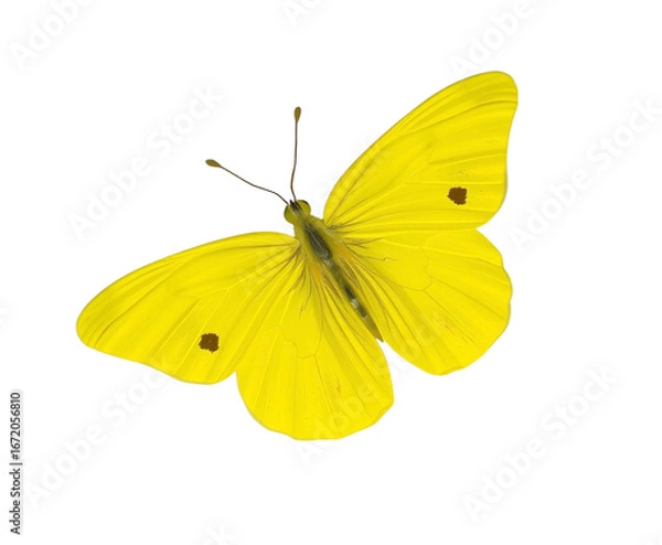 Obraz Bright Yellow Butterfly Isolated on Transparent Background