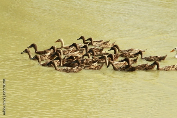 Obraz Enten