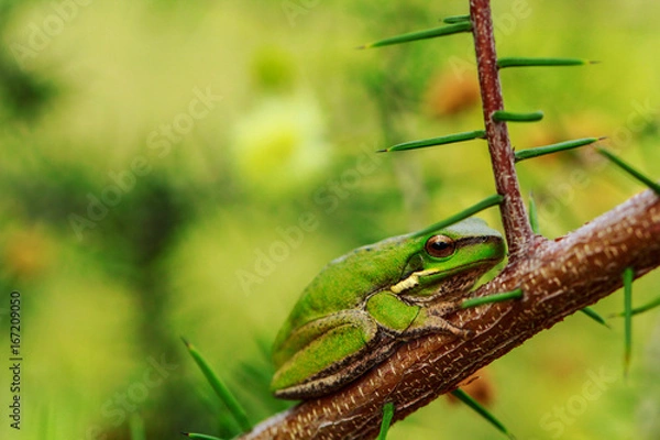 Obraz Frosch 