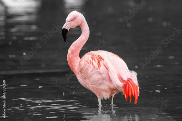 Obraz Flamingo