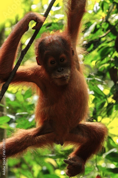 Obraz Oranguta