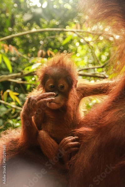Obraz Oranguta Summatra