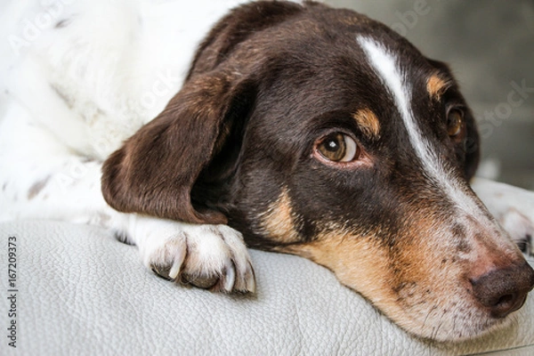 Obraz Dog