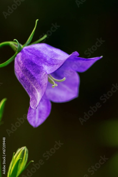 Obraz Blume
