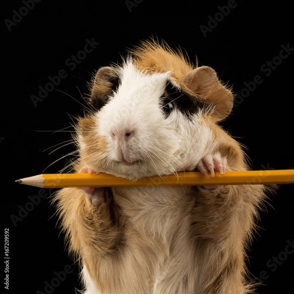 Obraz Meerschweinchen