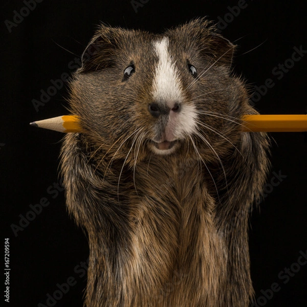 Obraz Meerschweinchen