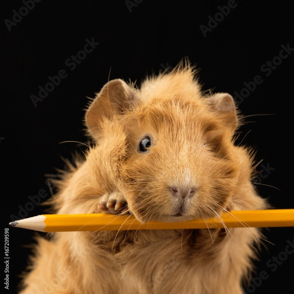 Obraz Meerschweinchen