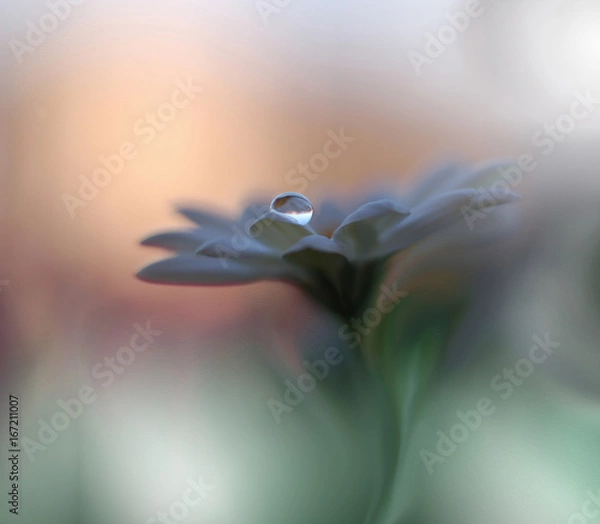 Obraz Gentle romantic artistic image. Soft pastel background blur .Reflection of the flower in the dew drop.Shallow depth of field.Modern art.Close up.