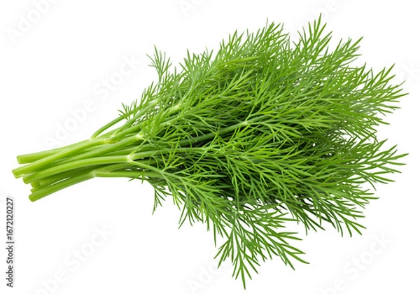 Fototapeta Fresh green dill herb with fine leaves, perfect for cooking, garnish, seasoning, and food design projects. isolated on white or transparent background. PNG
