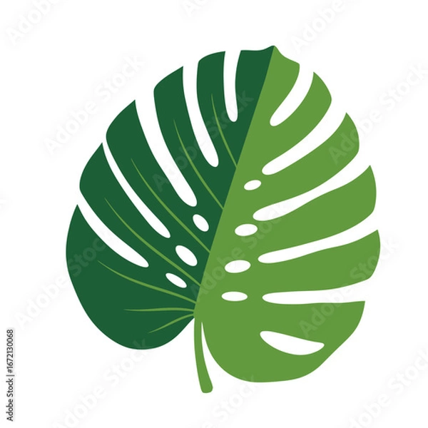 Fototapeta A detailed illustration of a split green tropical leaf with intricate patterns and textures.