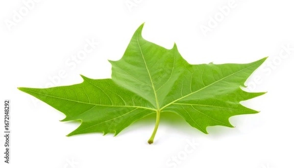 Fototapeta Two vibrant green leaves, possibly from a maple tree, lie on a white background