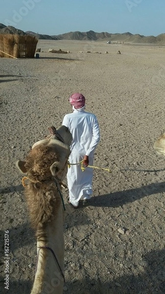 Fototapeta View from camel hump during tourist ride