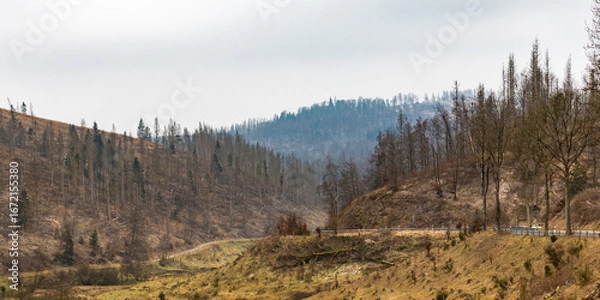 Obraz Borkenkäferbefall im Harz