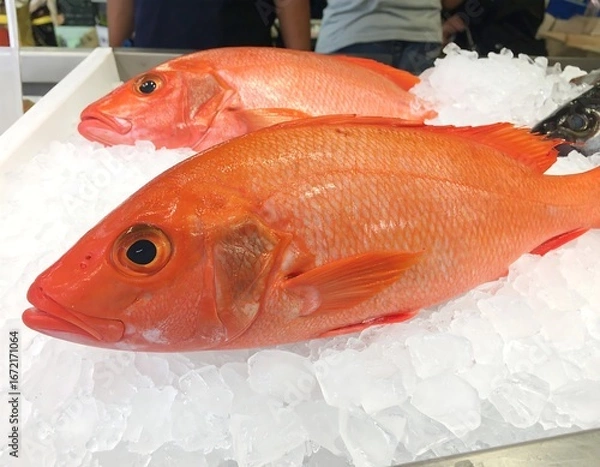 Fototapeta Two vibrant red fish rest on a bed of ice