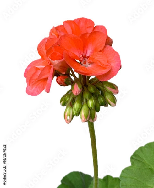 Obraz Geranium flower isolated on white background. 