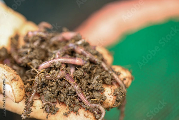 Fototapeta Healthy Soil Ecosystem: Close-up of Earthworms in Rich Compost