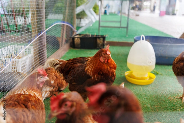 Fototapeta Healthy Chickens in a Clean Farm Pen: Poultry Eating and Drink