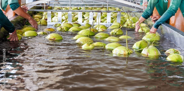 Fototapeta Workers Sorting and Washing Fresh Green Coconuts in a Factory Basin