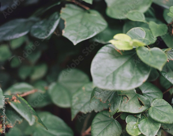 Fototapeta leaf,  foliage