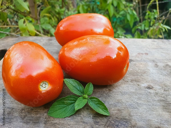 Fototapeta fresh Italian tomatoes on a cutting board with basil and blurred background