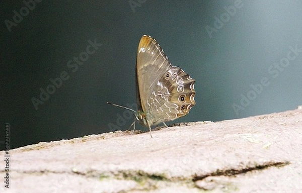 Obraz butterfly on a tree
