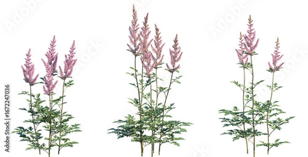 Obraz Set of Astilbe chinensis (commonly known as false goat's beard, tall false-buck's-beard, Chinese astilbe) isolated png on a transparent background perfectly cutout high resolution