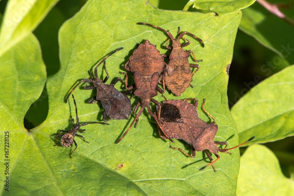 Fototapeta Dock bugs (Coreus marginatus) from above. Adult and various instars of nymph of squashbug in the family Coreidae
