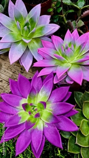 Fototapeta vibrant photo features three stunning succulents with thick, colorful leaves. The plants display a striking blend of purple and green hues, arranged in pots on a rustic wooden surface. Lush greenery s