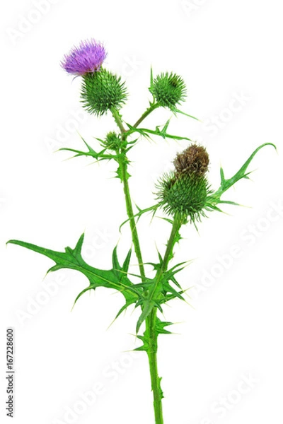 Obraz Blüten der Kratzdistel (Cirsium vulgare) isoliert vor weiß