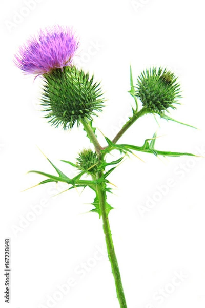 Obraz Blüten der Kratzdistel (Cirsium vulgare) isoliert vor weiß