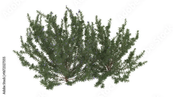 Fototapeta Various types of flowers grass bushes shrub and small plants isolated