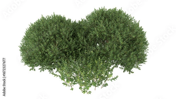 Fototapeta Various types of flowers grass bushes shrub and small plants isolated