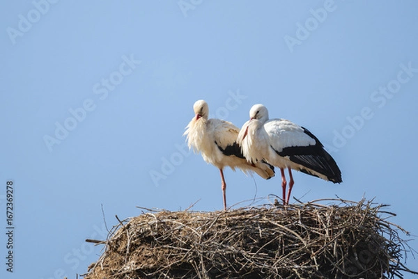 Obraz Weißstorchenpaar 34