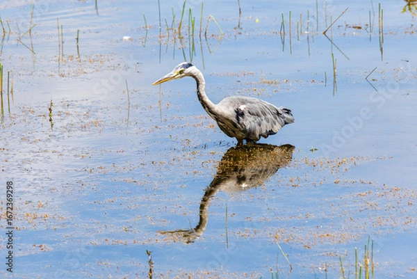 Obraz Graureiher 104