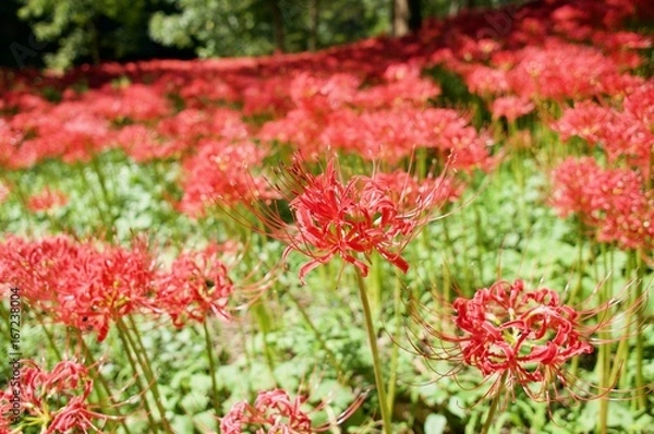 Fototapeta 一輪にフォーカスした曼珠沙華(彼岸花)