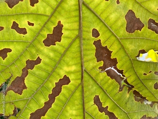 Fototapeta Close-up and macro photography of the green leaves of the golden teak tree. 