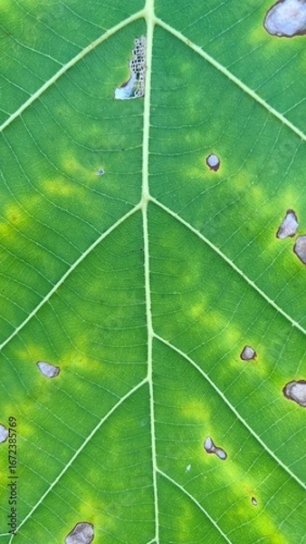 Fototapeta Close-up and macro photography of the green leaves of the golden teak tree. 