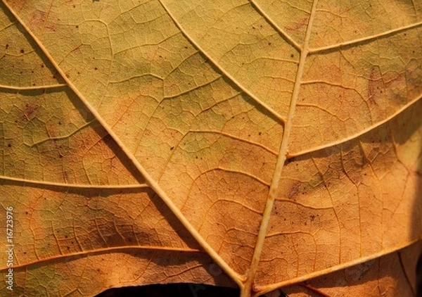 Obraz Leaf