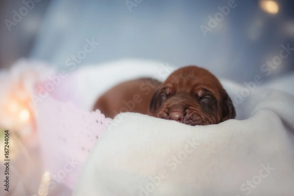 Obraz cute little ridgeback newborn whelps