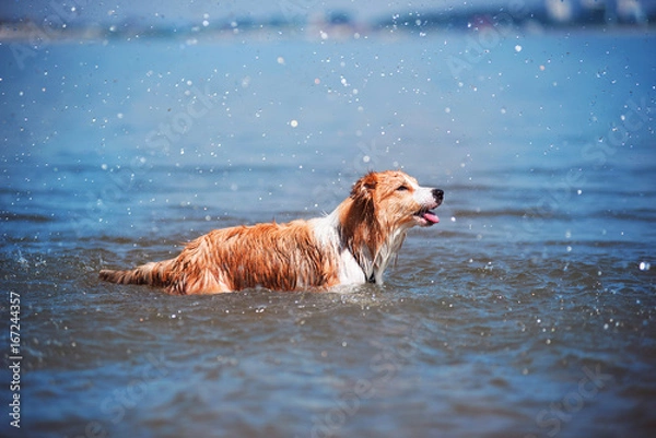 Fototapeta Red border collie running on a beach