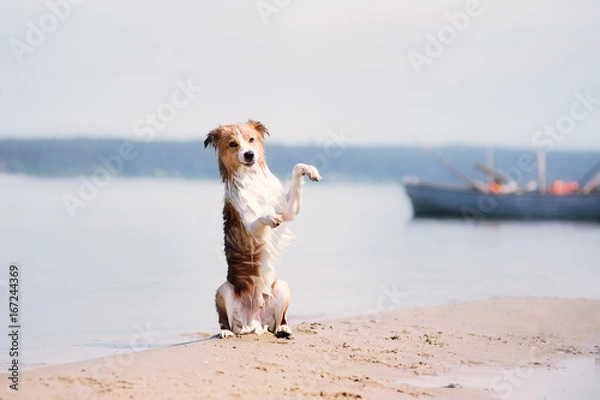 Obraz Red border collie running on a beach