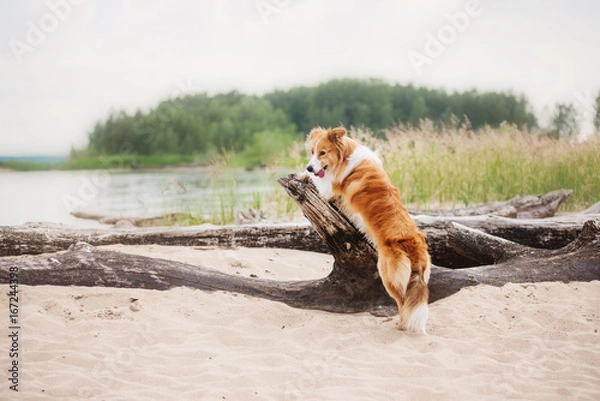 Obraz Red border collie running on a beach
