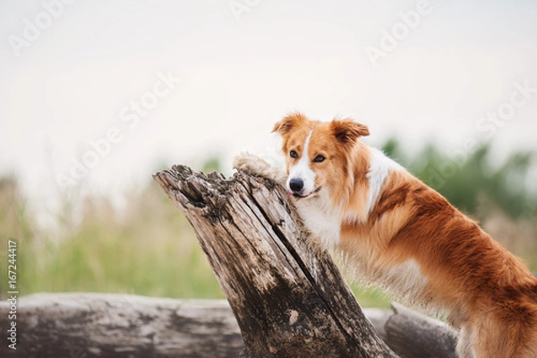 Obraz Red border collie running on a beach