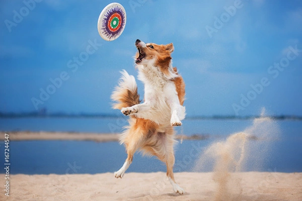 Obraz Red border collie running on a beach