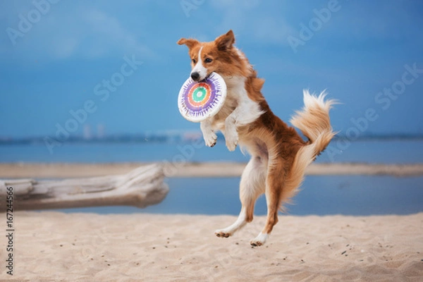 Obraz Red border collie running on a beach