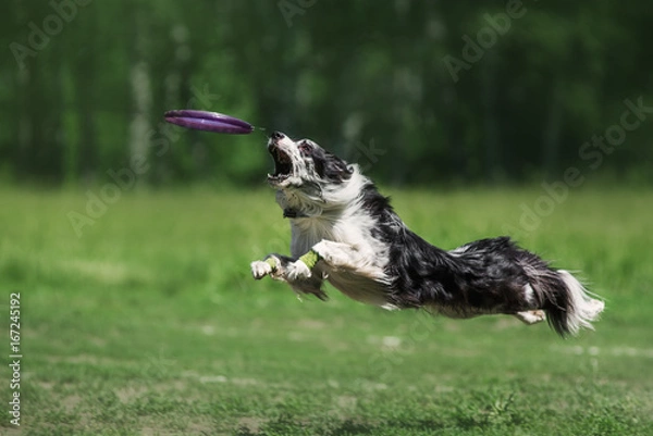 Fototapeta Border Collie catching a Frisbee Disc
