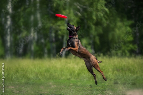 Fototapeta Border Collie catching a Frisbee Disc