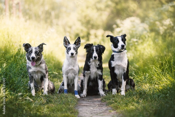 Obraz four dogs border collie in summer